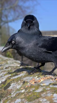 Jackdaws (Corvus monedula) eating seeds left on top of a stone wall. May, Kent, UK [Half speed] Vertical