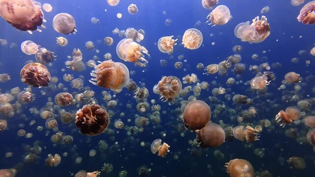 Dense Swarm of Golden Jellyfish Swimming in Blue Water