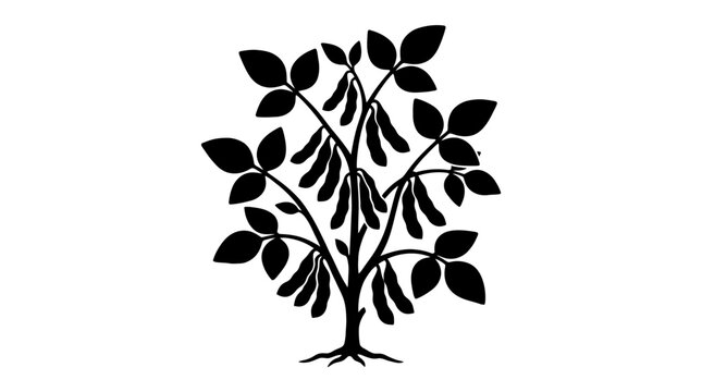 Soybean Plant Silhouette with Pods and Leaves on White.