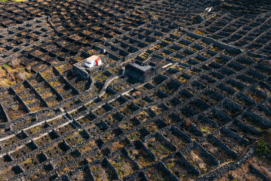 Aerial view of the traditional volcanic stone wall vineyards known as currais with small white houses under warm sunlight Biscoitos, Azores, Portugal.