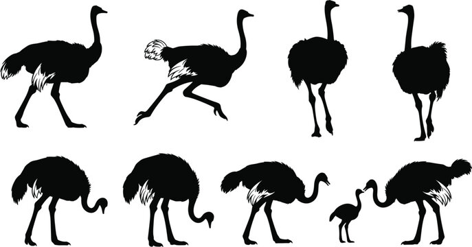 Ostrich Silhouette Set with African Wild Birds in Various Poses Including Running Walking Standing and Foraging for Nature Wildlife and Safari Graphic Designs