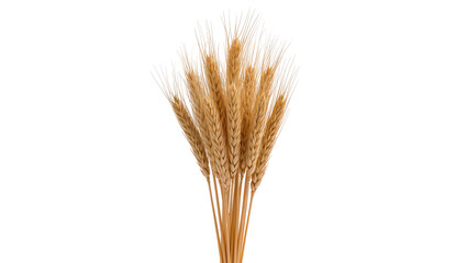 Fototapeta premium Golden wheat stalks with long awns, isolated on transparent background