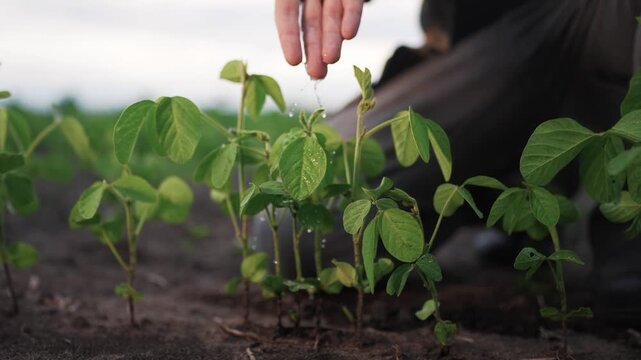A man gently waters young plants in a field. The man focuses on nurturing the plants, ensuring their healthy growth and development in the soil.