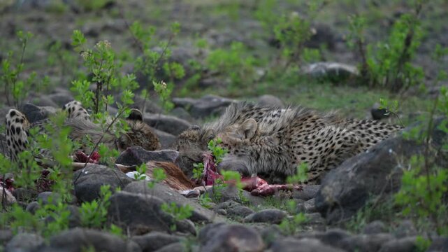 Cheetah cubs hungry eating an impala carcass. The stomach is also eaten, leaving the plant contents behind and ingesting the lining, no waste is left. 3 cubs brothers on the prey in the bush
