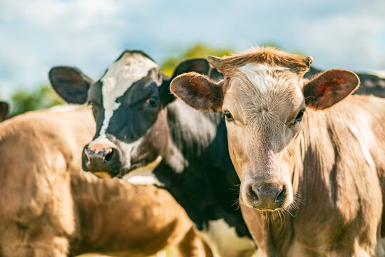 Two cows side by side look at the photographer - France