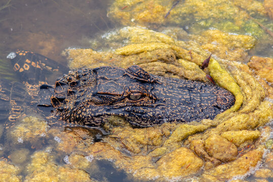 Close up shot of an alligator as it swims through the yellow-green algae, Murrells Inlet in Huntington Beach State Park, South Carolina