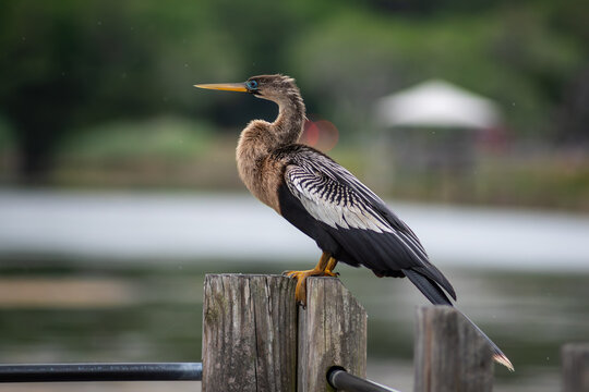 An Anhinga perches on a post in Huntington Beach State Park in South Carolina.