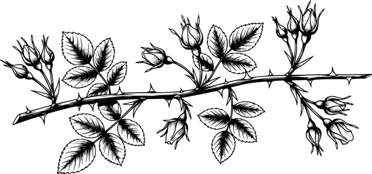 Vintage black and white of a thorny rose branch with buds and leaves thorns