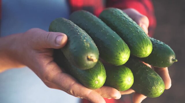 A person holding a bunch of cucumbers. Hands harvesting fresh cucumbers from a farm. Organic green vegetables produced lifestyle in the garden. An individual grasping a cluster of cucumbers.