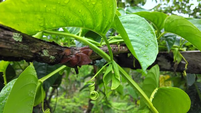 Close-up of fresh green leaves with water droplets growing on a branch in a tropical natural environment. The scene highlights organic textures, moisture, and biodiversity, including small fungi 