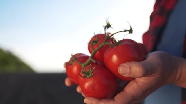 A man holding two tomatoes. Organic fresh hands harvesting tomatoes in a farm. Organic ripe vegetables produced in red agriculture. Lifestyle a man grasping two tomatoes.
