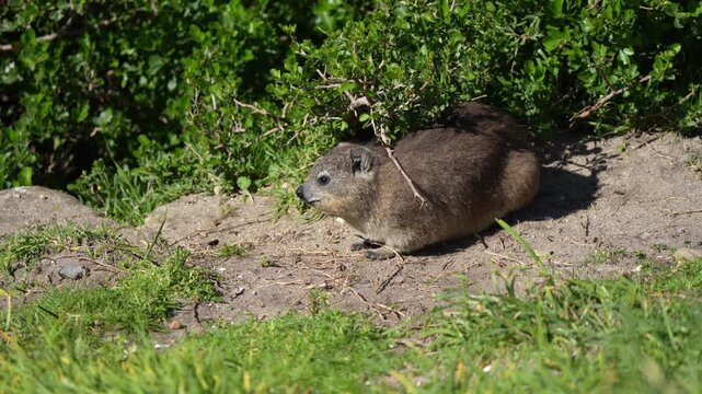 Rock hyrax playing and sunbathing in Hermanus cost above the ocean. Commonly found on rocks up to 4200m, the species is closely related to elephants 