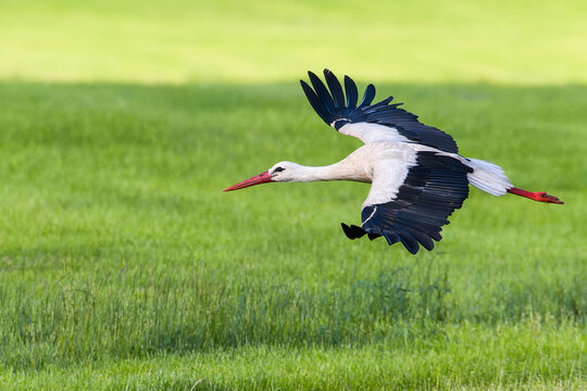 Wei&szlig;storch im Flug bei der Futtersuche &uuml;ber eine Wiese