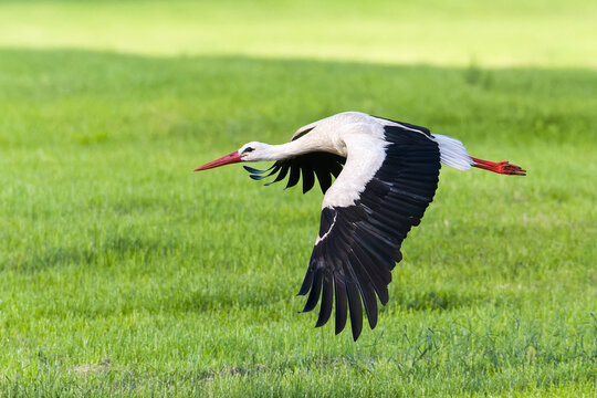 Wei&szlig;storch im Flug bei der Futtersuche &uuml;ber eine Wiese