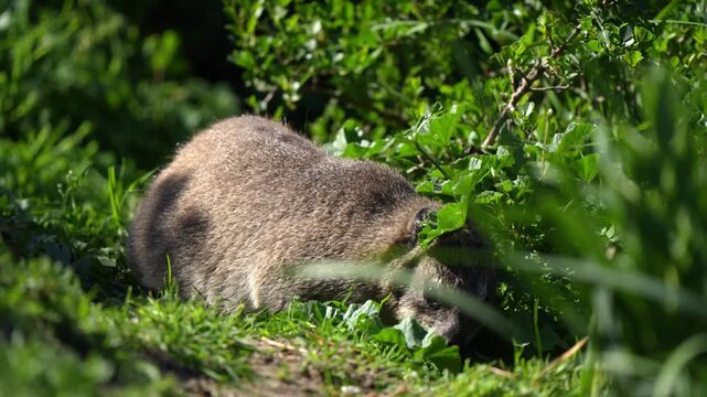 Rock hyrax foraging in Hermanus cost above the ocean. Commonly found on rocks up to 4200m, the species is closely related to elephants 