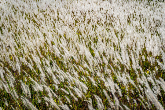 A lyrical landscape of white silver grass flowers swaying in the wind under golden autumn sunlight