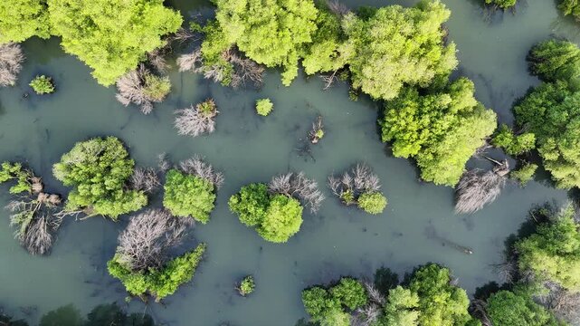 An aerial top-down perspective showcases a lush mangrove forest with clusters of dense green trees surrounded by calm, dark water, highlighting a thriving coastal ecosystem in a tropical region.