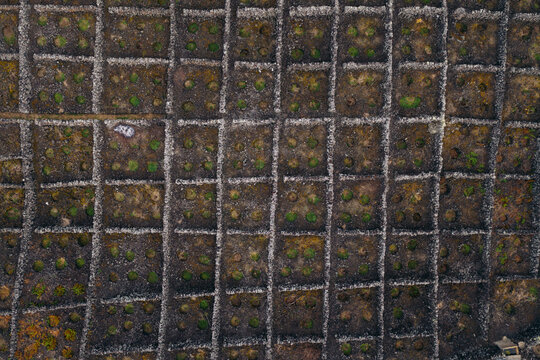Aerial view of traditional volcanic stone walls protecting green vineyards in a grid pattern in Biscoitos, Azores, Portugal.
