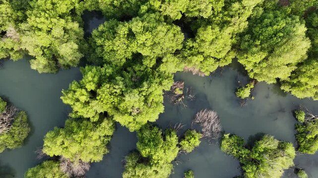 An aerial top-down perspective showcases a lush mangrove forest with clusters of dense green trees surrounded by calm, dark water, highlighting a thriving coastal ecosystem in a tropical region.