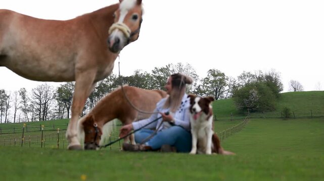 Young woman spending time with her Haflinger mare, Shetland pony and Border Collie in a peaceful rural pasture setting.