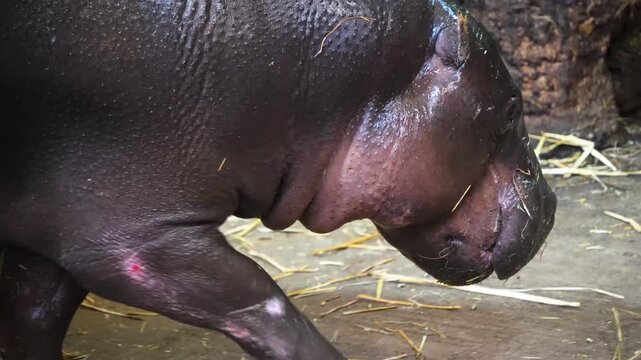 Close up view of an african dwarf hippopotamus moving around and eating hey