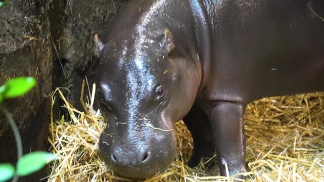 Close up view of an african dwarf hippopotamus moving around and eating hey