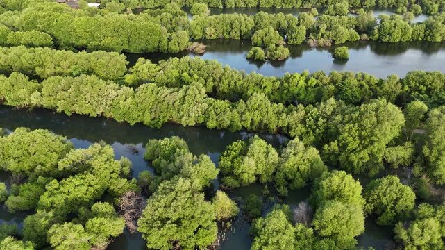 An aerial top-down perspective showcases a lush mangrove forest with clusters of dense green trees surrounded by calm, dark water, highlighting a thriving coastal ecosystem in a tropical region.