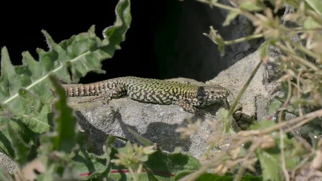 A Wall Lizard at Shoreham