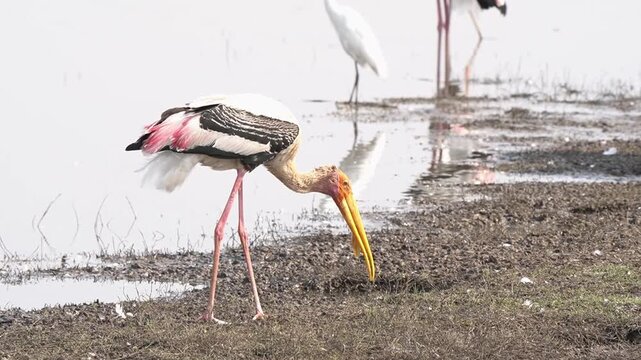 Painted stork colorful large individual hunting fishes in a waterhole. The large beak is used to scrape the bottom of the waterhole and collect food