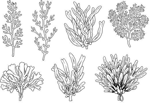 Collection of hand-drawn seaweed and algae silhouettes white background, marine ocean