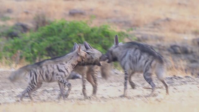 Striped hyena subadults playing together. Fight simulation between siblings is a crucial game to grow and train for real hunting sessions, and a social activity 