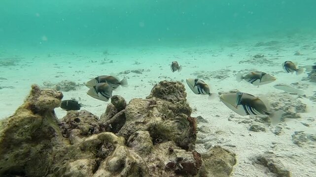 The lagoon triggerfish (Rhinecanthus aculeatus), also known as the Picasso triggerfish, is up to 30 cm (12 in) in length, found on reefs in the Indo Pacific . They sway due a string way motion