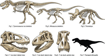 Dinosaur Skeleton and Skull Collection Featuring Tyrannosaurus Rex Allosaurus and Triceratops Fossil Illustrations for Educational Science and Paleontology Projects © mdferozhossain