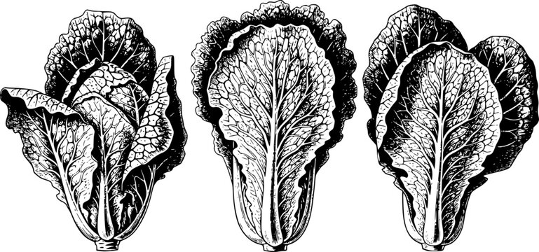 Detailed black ink of napa cabbage heads white background, vegetable food