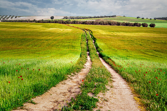 Camino entre los sembrados