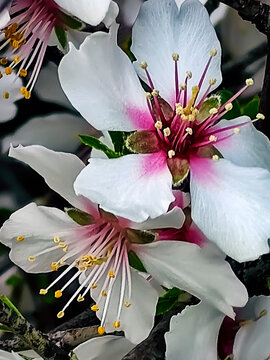 Flores del almendro