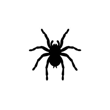 Black Silhouette of a Tarantula Spider with Eight Legs Spread Out on White Background Vector Illustration