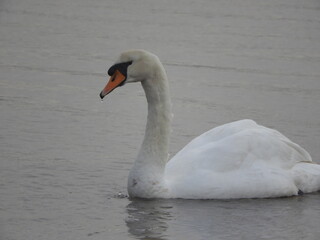 Fototapeta premium Mute Swan (Cygnus olor), pictured in the Exe Estuary, Devon, England