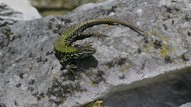 A Wall Lizard at Shoreham