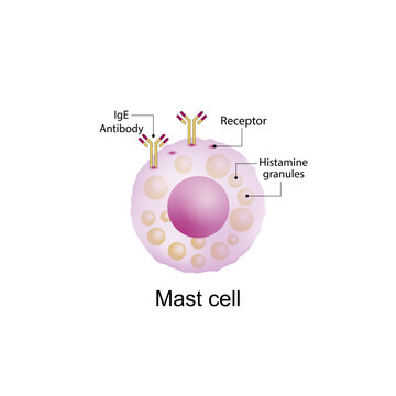 Mast cell. Immune system cells. Histamine. Allergy reaction. Vector illustration.