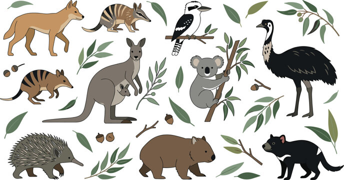 Australian wildlife animal collection featuring kangaroo koala emu and native forest creatures in decorative vector illustration