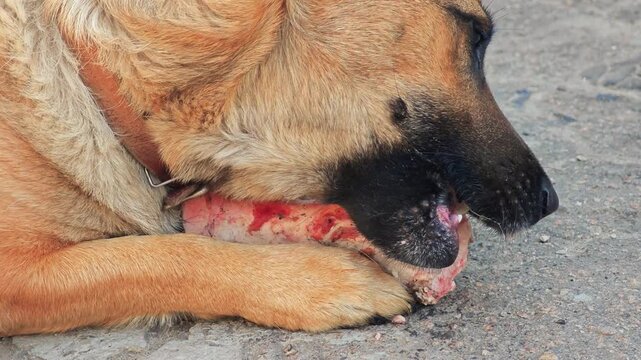 Dog gnawing on large bone with pleasure