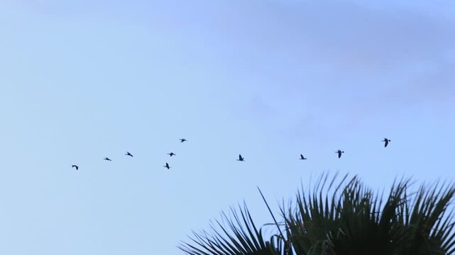 Flock of Birds Flying in V Formation Freedom Concept Blue Sky. Migrating Birds in Sky Teamwork and Leadership Concept. Birds Flying Together in Formation Travel Freedom Background