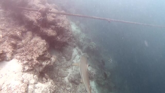 A blacktip shark is huntiong along the reef in the Indian Ocean, Maldives. Scuba diver and coral reef. The blacktip shark (Carcharhinus limbatus) is a species of requiem shark in the family Carcharhin