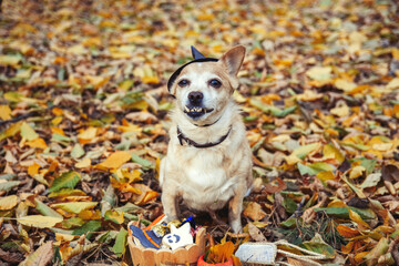 Obraz premium Cute Dog in Witch Hat with Halloween Treats Sitting on Yellow Autumn Leaves in Forest
