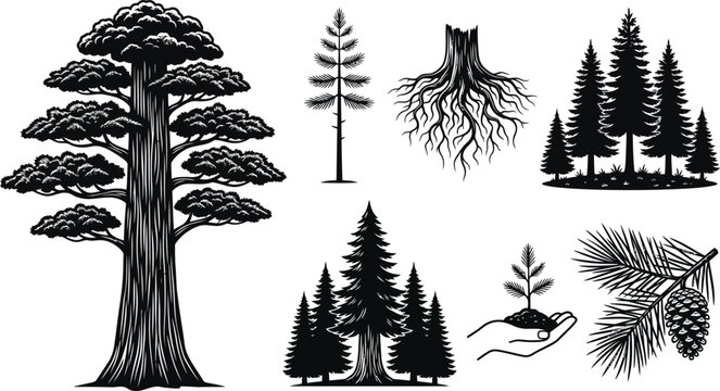 Beech Tree Roots Images – Browse 11,937 Stock Photos, Vectors, and ...