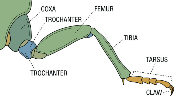 Insect Leg Anatomy Diagram