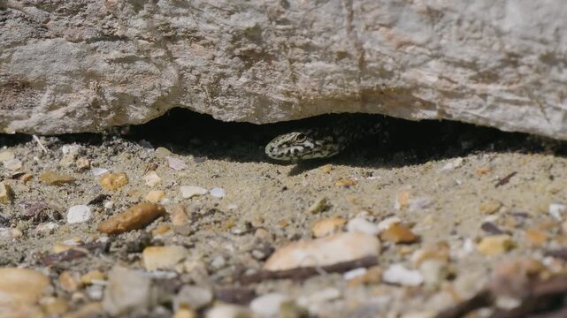 A Wall Lizard at Shoreham