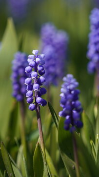 Close-up of blue grape hyacinth muscari flowers in spring