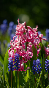 Close-up of blue grape hyacinth muscari flowers in spring